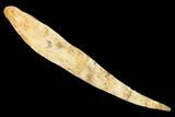 Fossil Shark (Hybodus) Dorsal Spine - Morocco #145374-1